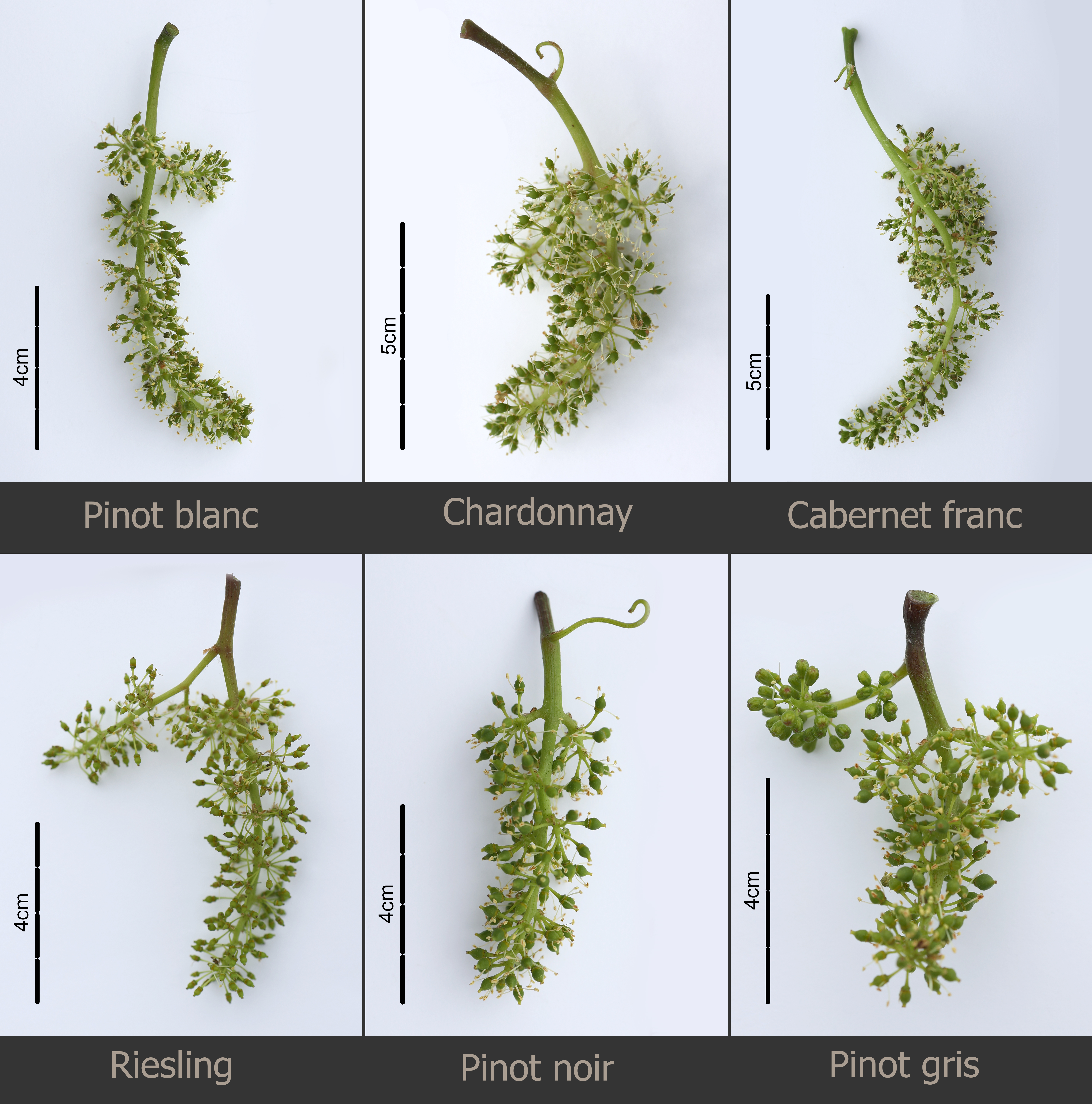 Variety of wine grapes.